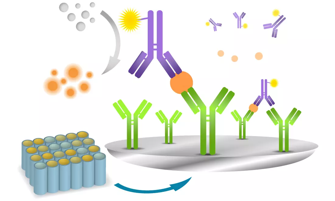 Diagram of a Sandwich ELISA Immunoassay showing capture and detection antibodies