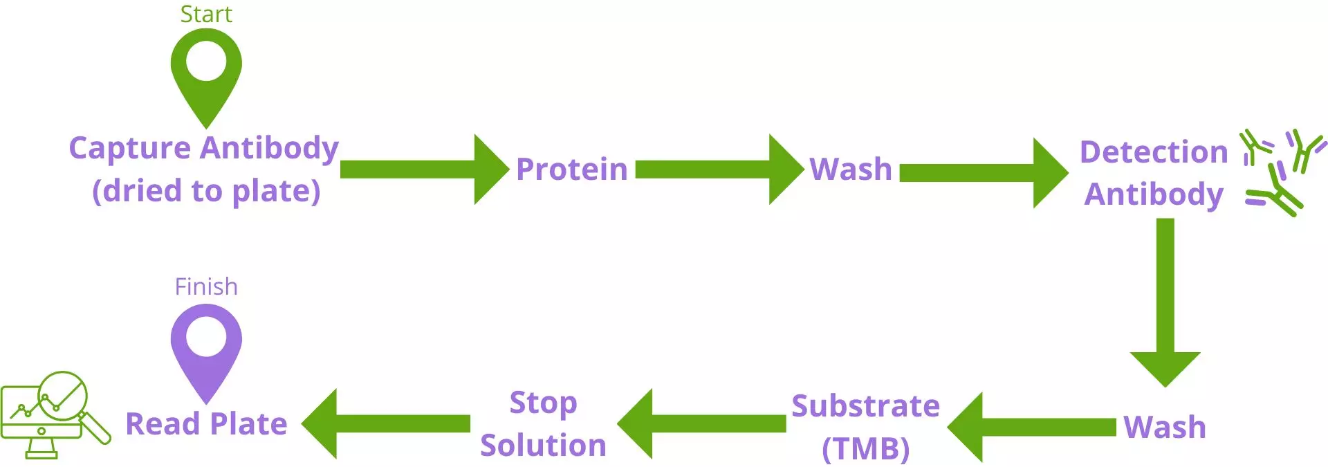 ELISA Kit Flow Chart illustrating sandwich assay steps