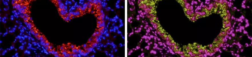Immunofluorescence Banner Background