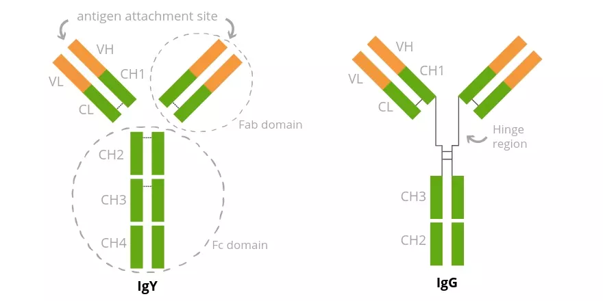 Diagram showing the structural differences between Avian IgY and Mammalian IgG