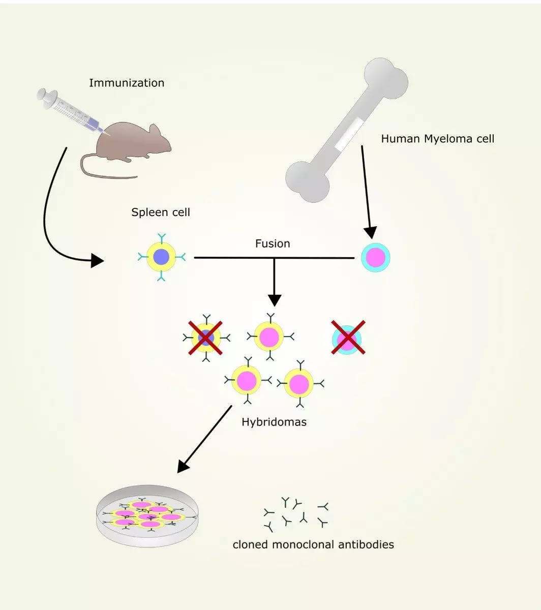 Diagram illustrating mouse immunization, spleen cell harvest, myeloma fusion, and hybridoma screening