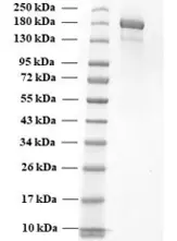 SDS-PAGE of Alpha Variant Spike Protein