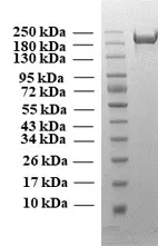 SDS-PAGE of B1.617 Cluster Spike Protein