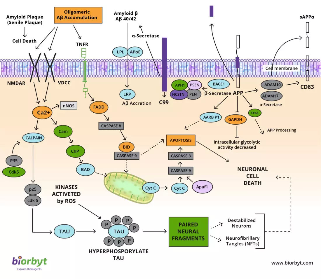 Alzheimer's Disease Signaling Pathway