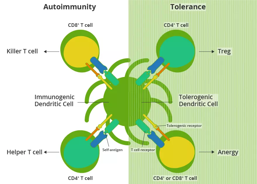 Autoimmunity tolerance mechanisms diagram illustrating Central and Peripheral tolerance