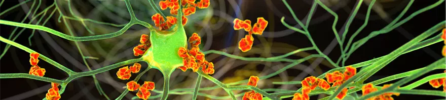 Autoimmunity Background