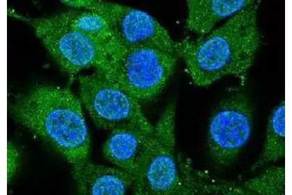 Immunofluorescence analysis showing BDNF antibody