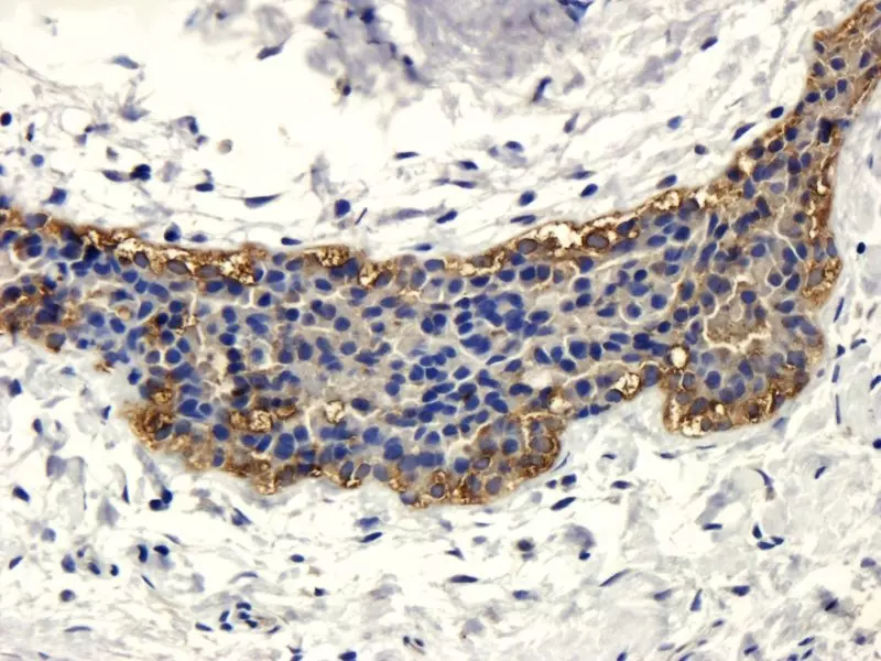 IHC staining of CD133 in human tissue