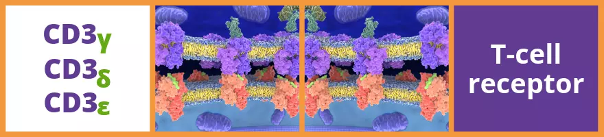 CD3 Reagents Background