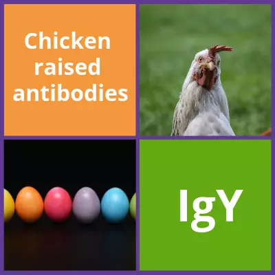Chicken Ig Why?