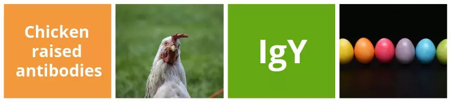 Chicken IgY Background