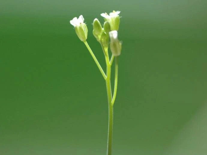 模式生物拟南芥