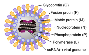 Decoding Nipah Virus