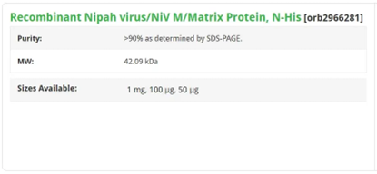 Recombinant Nipah virus M Protein