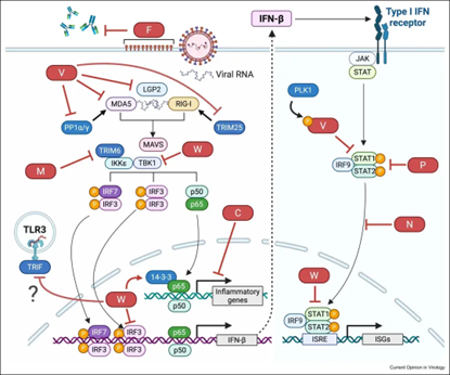Evasion of Innate Immune Signaling Cascades