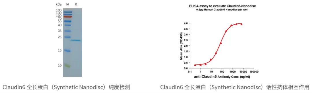 药物靶点功能性蛋白：人全长膜蛋白-合成纳米圆盘（Synthetic Nanodisc）系列1