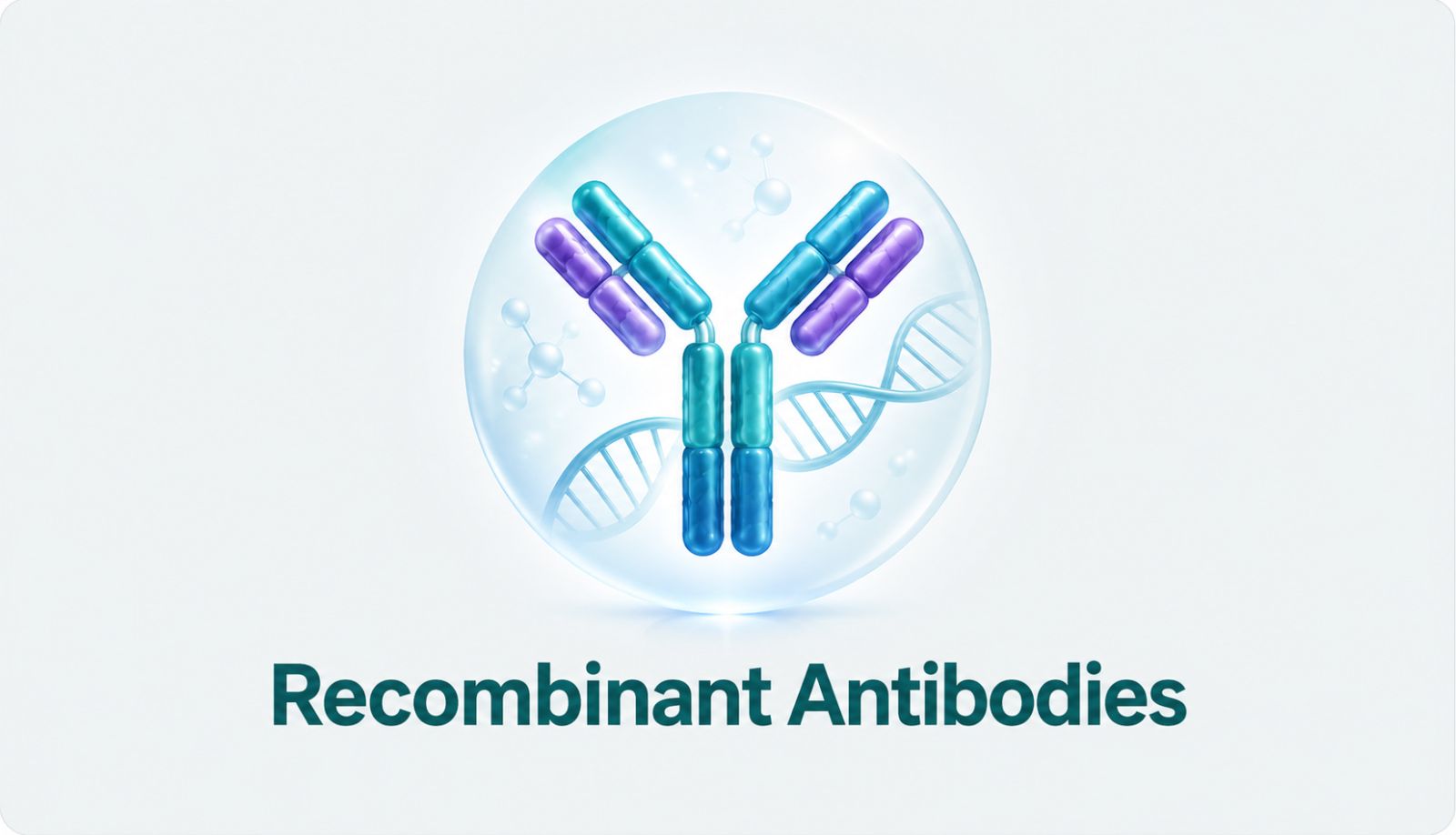 Primary Antibodies
