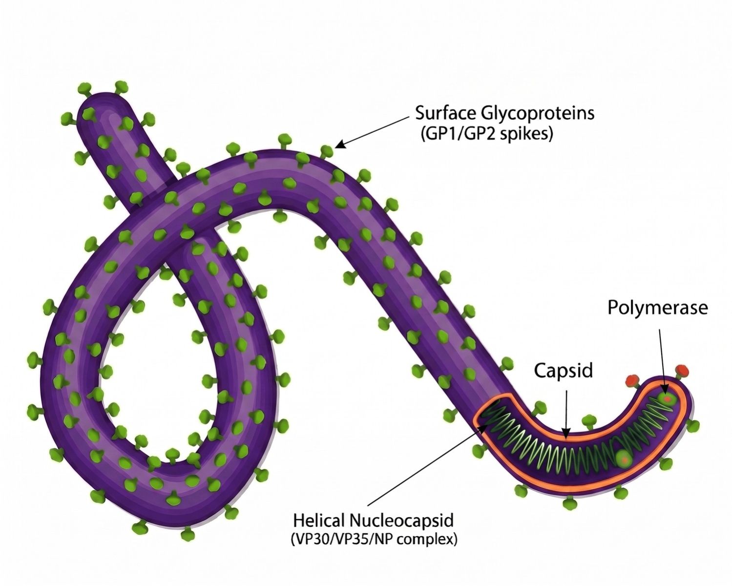 Ebola Virus Research Hub