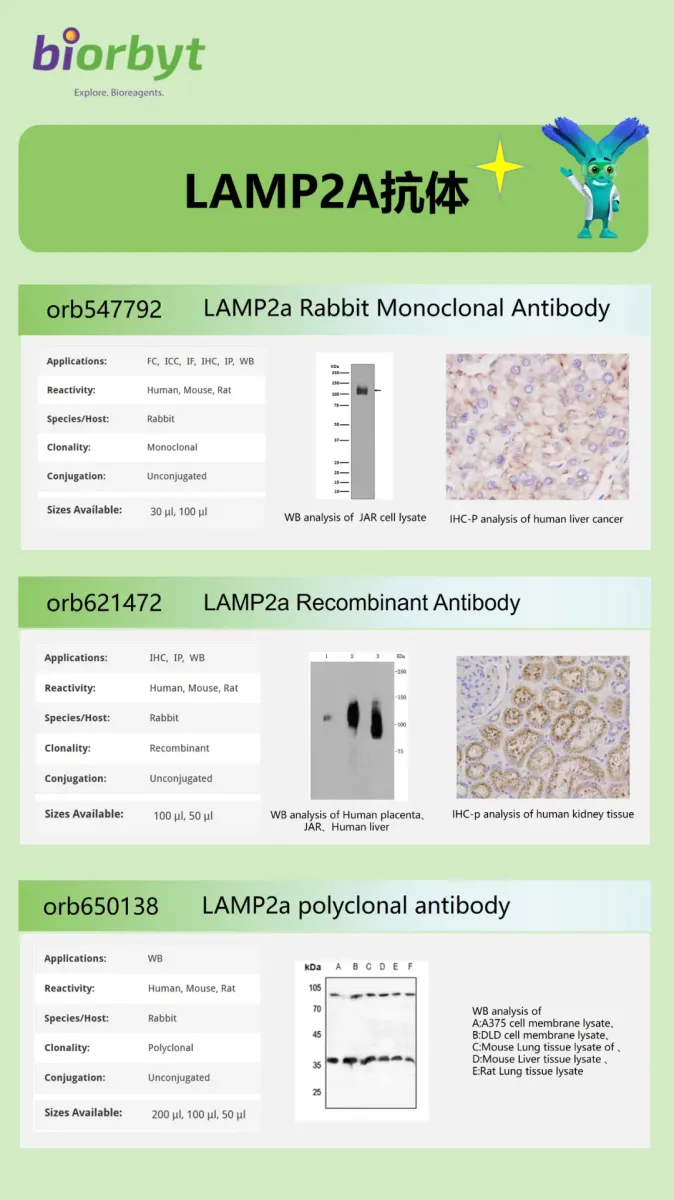 LAMP2A：伴侣介导自噬（CMA）的核心调控因子2