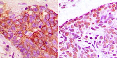 Molecular Biology Products