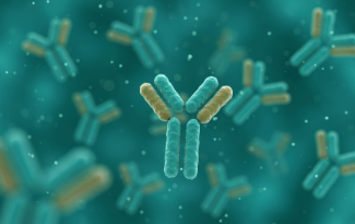 Custom Rabbit Monoclonal Antibodies
