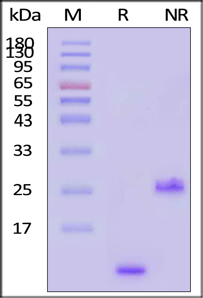 Human TGF-beta 1 recombinant protein SDS-PAGE purity analysis