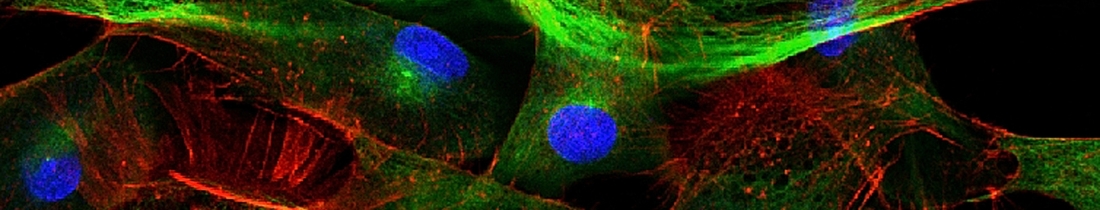 Antibody Conjugation Fluorescent Dye Banner