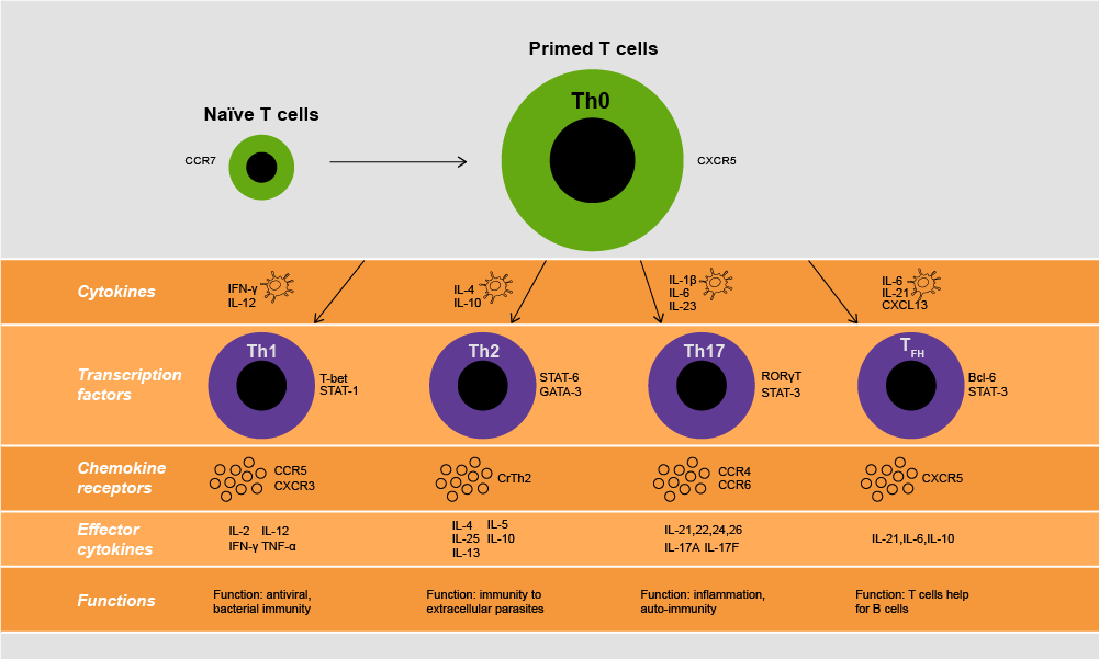 Mechanism of Action: Cytokines Binding to Specific Target Cell Receptors