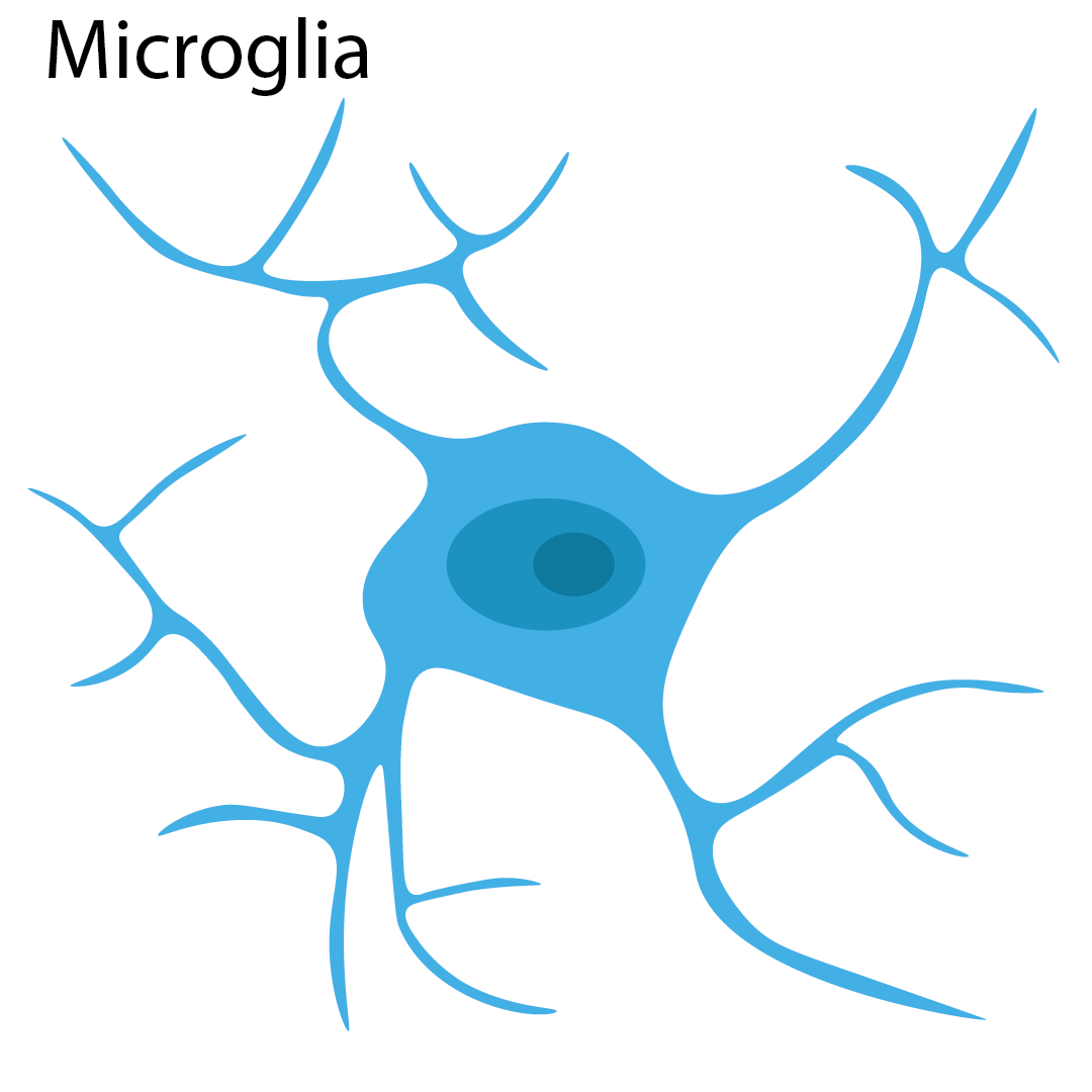 Detailed diagram illustrating Microglia morphology