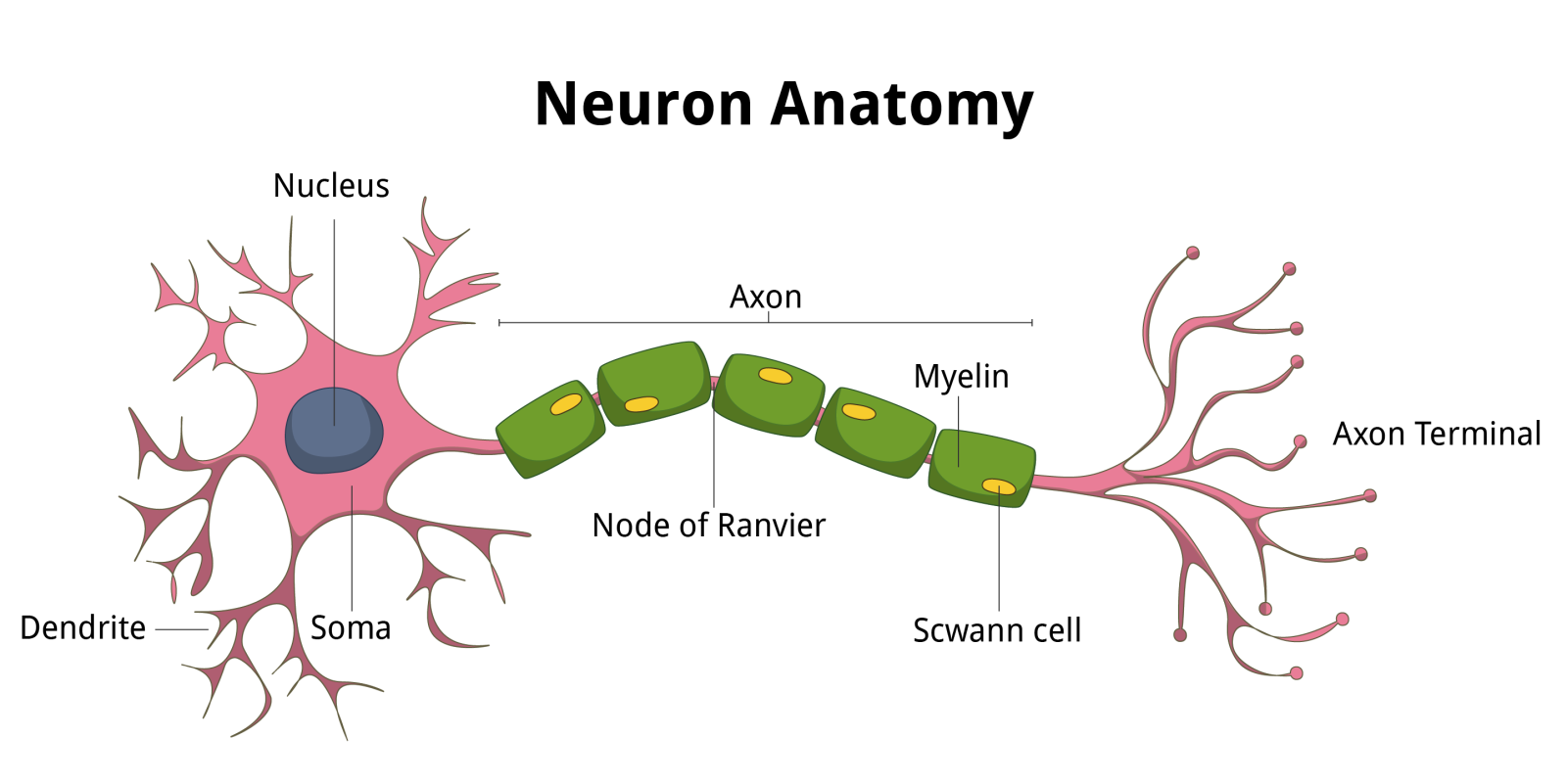 Detailed diagram illustrating Neuron structure including dendrites, soma, and axon