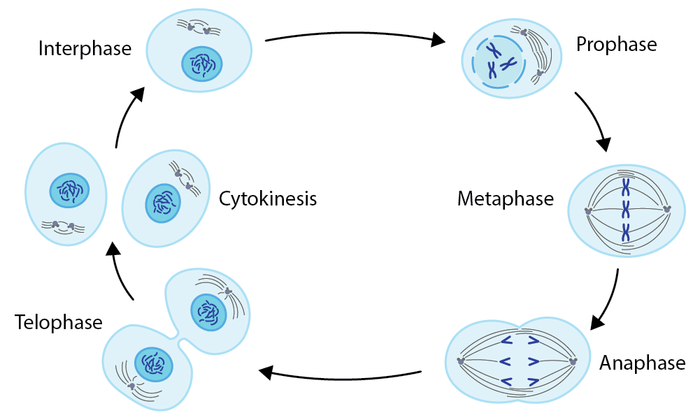 Cell Proliferation and Cell Cycle Diagram