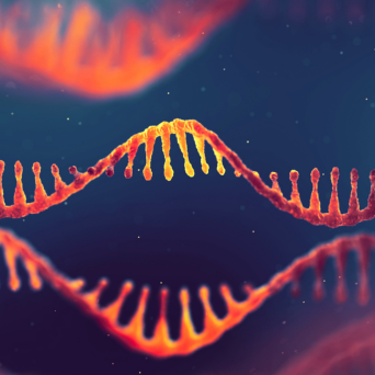 Knockdown Validated Antibodies