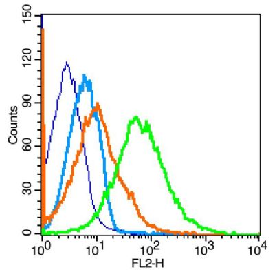 HO-1 Antibody Staining