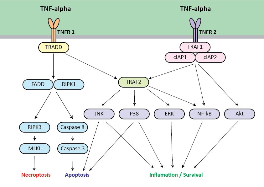 TNFa Pathway Image