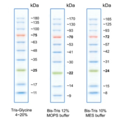 Protein Ladders and Pre-Stained Markers