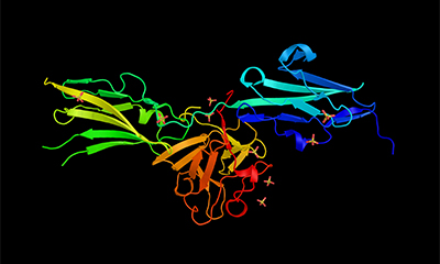 Developmental Biology
