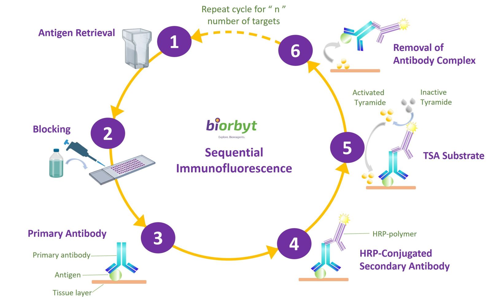 Tyramide Signal Amplification Cycle Progress