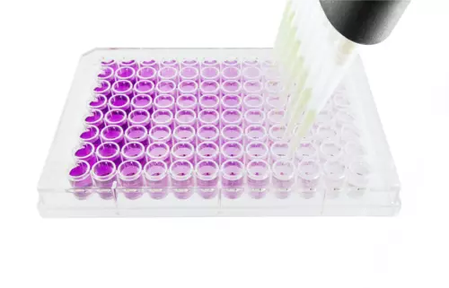 ELISA Kit Microplate Setup