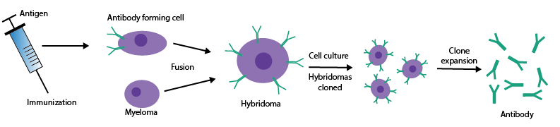 Custom Monoclonal Antibody Production Process Flowchart