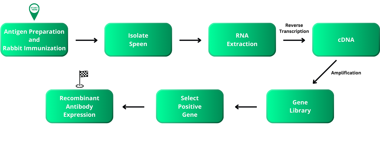 Custom Recombinant Antibody Production Process Flowchart