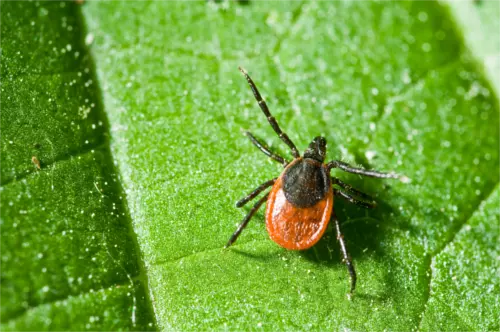 Deer tick macro