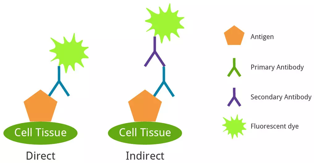 Diagram illustrating direct vs indirect immunofluorescence staining mechanisms