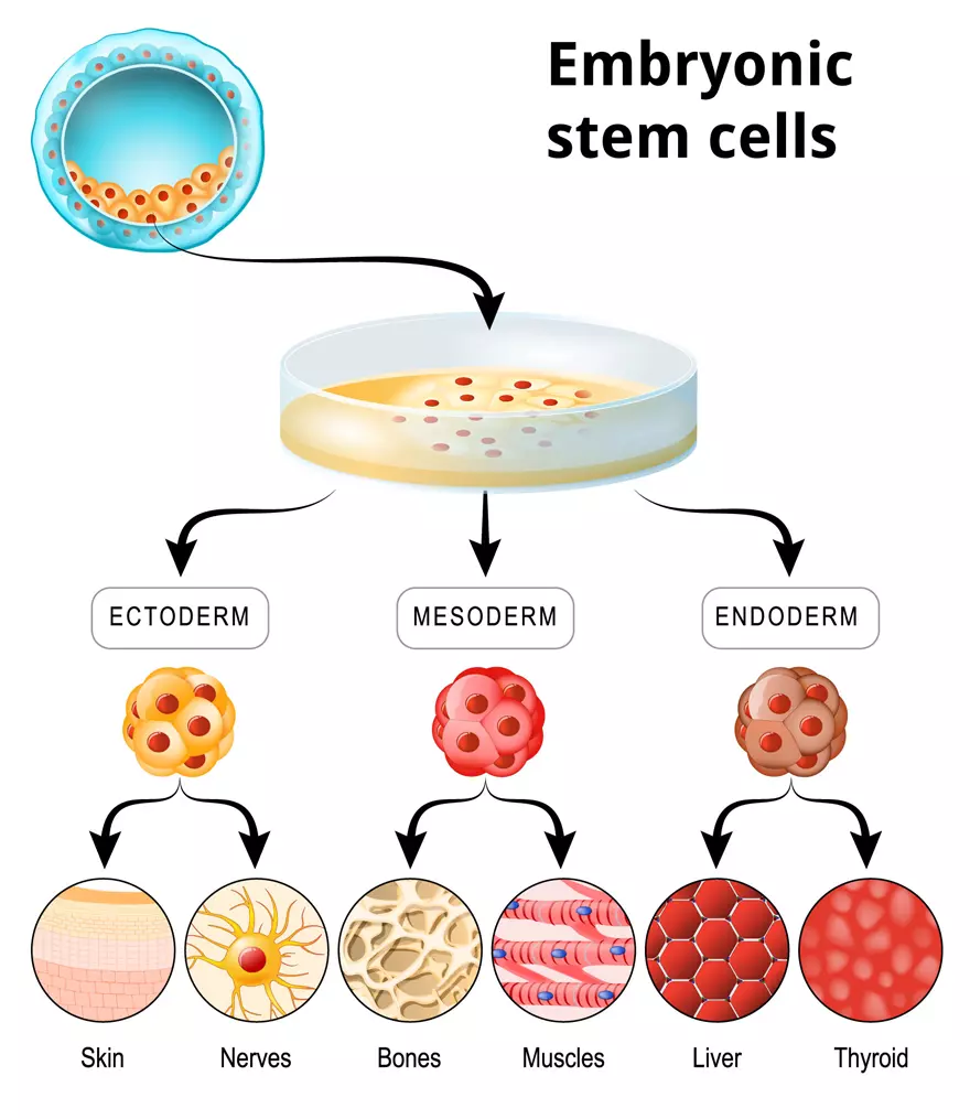 Diagram outlining Human Embryonic Stem Cell Differentiation pathways