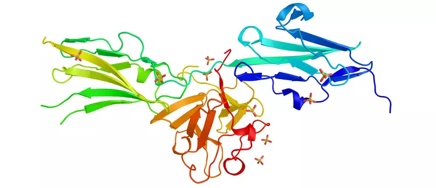 Fibroblast Growth Factor Receptor (FGFR) structural diagram