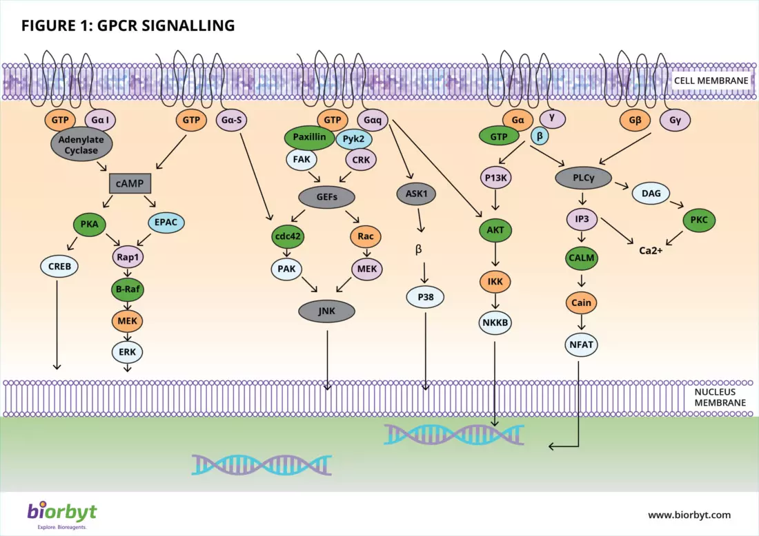GPCR pathway activation and g-protein dissociation