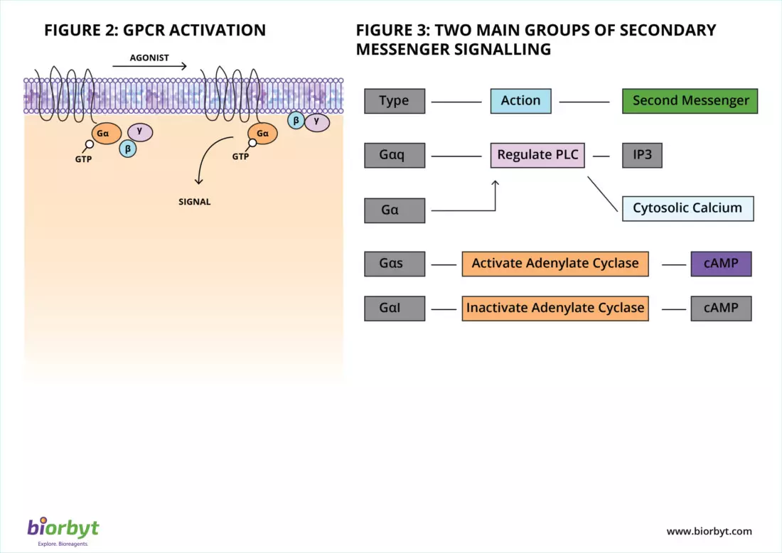 GPCR downstream signaling second messengers cAMP and IP3