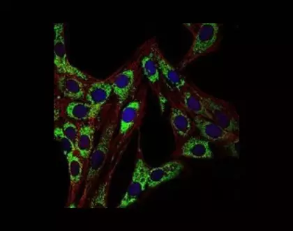 HSP60 IF Staining