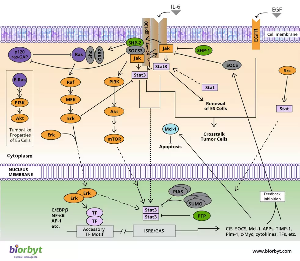 JAK/STAT Signaling Pathway