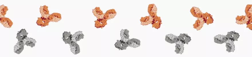 Monoclonal vs Polyclonal Antibodies Banner Background