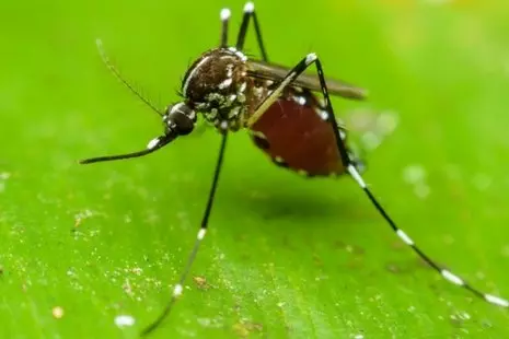 Mosquito close-up macro